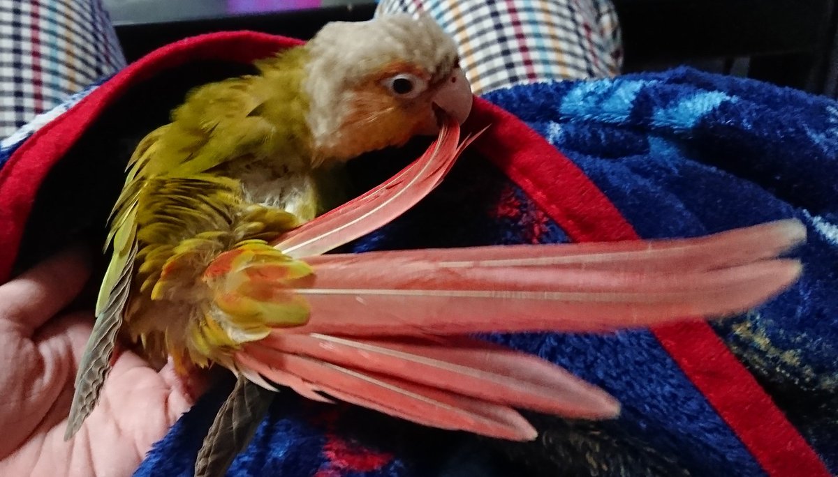 いのり 今日の鳥揉み インコ 長い尻尾毛づくろい中