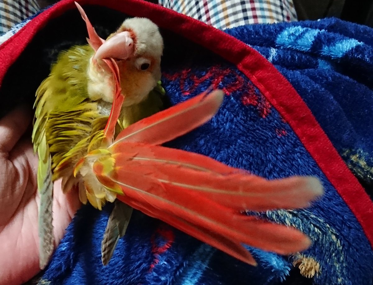 いのり 今日の鳥揉み インコ 長い尻尾毛づくろい中