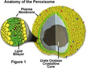 HITOMI as peroxisome - supports lysosomes - also responsible for the protection of other cell- squish squish squish- generates genuine energy
