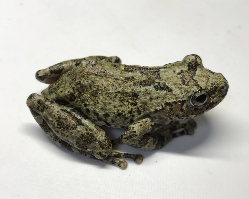 Natchan ハコネの人 8月ですね 夏は山ということで 山の渓流の河原にいたこのカエルを同定してみましょう 採集地は東北地方なので本州の検索表です 日本のカエルフィールドガイド T Co Hmtxdhm8vw