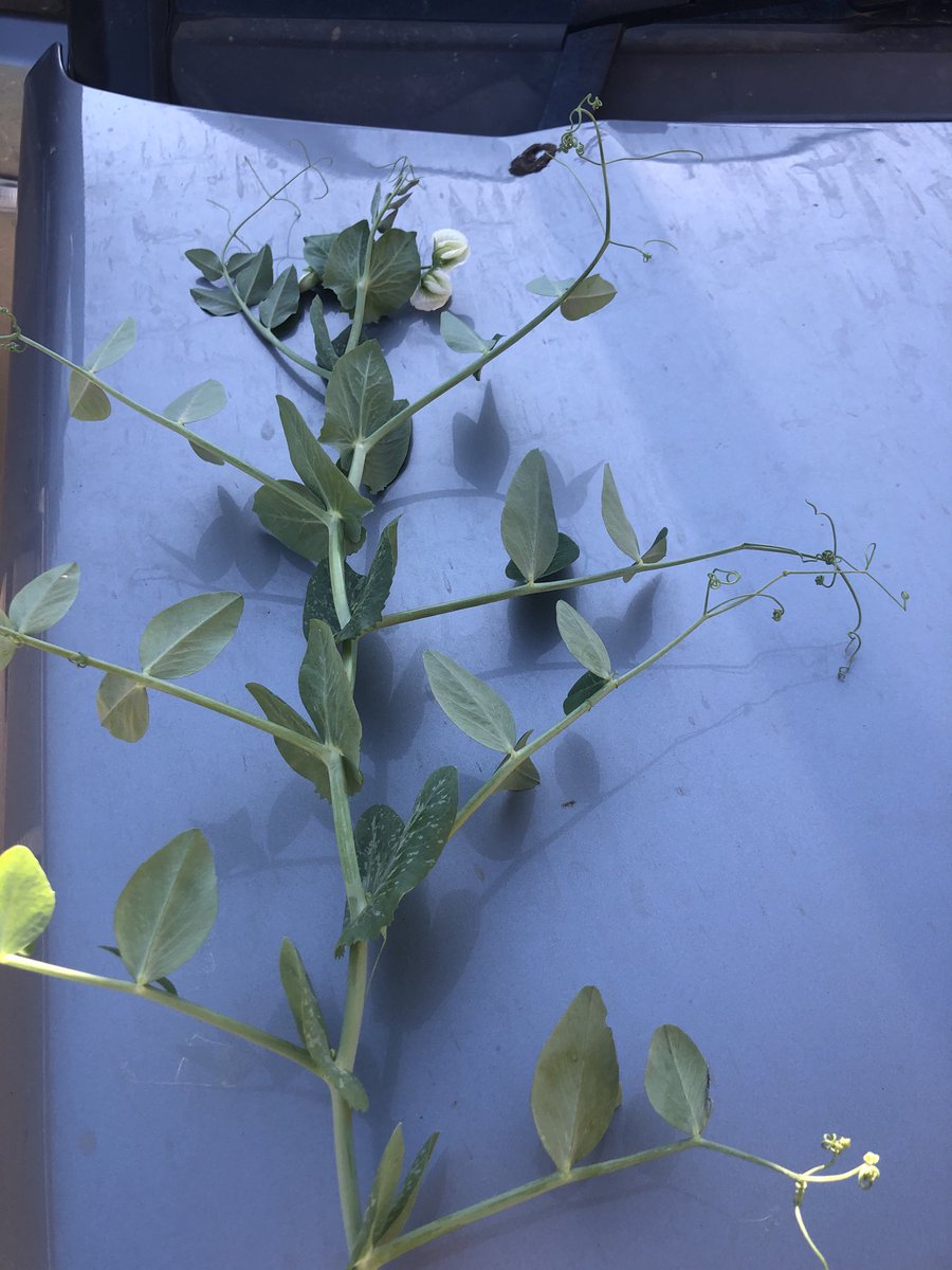 ajfarming's tweet image. I think we will still be going on August Bank Holiday 😎