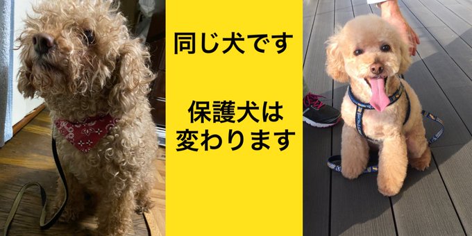 トリミング の評価や評判 感想など みんなの反応を1日ごとにまとめて紹介 ついラン トリミング の評価や評判 感想など みんなの反応を1日ごとにまとめて紹介 ついラン