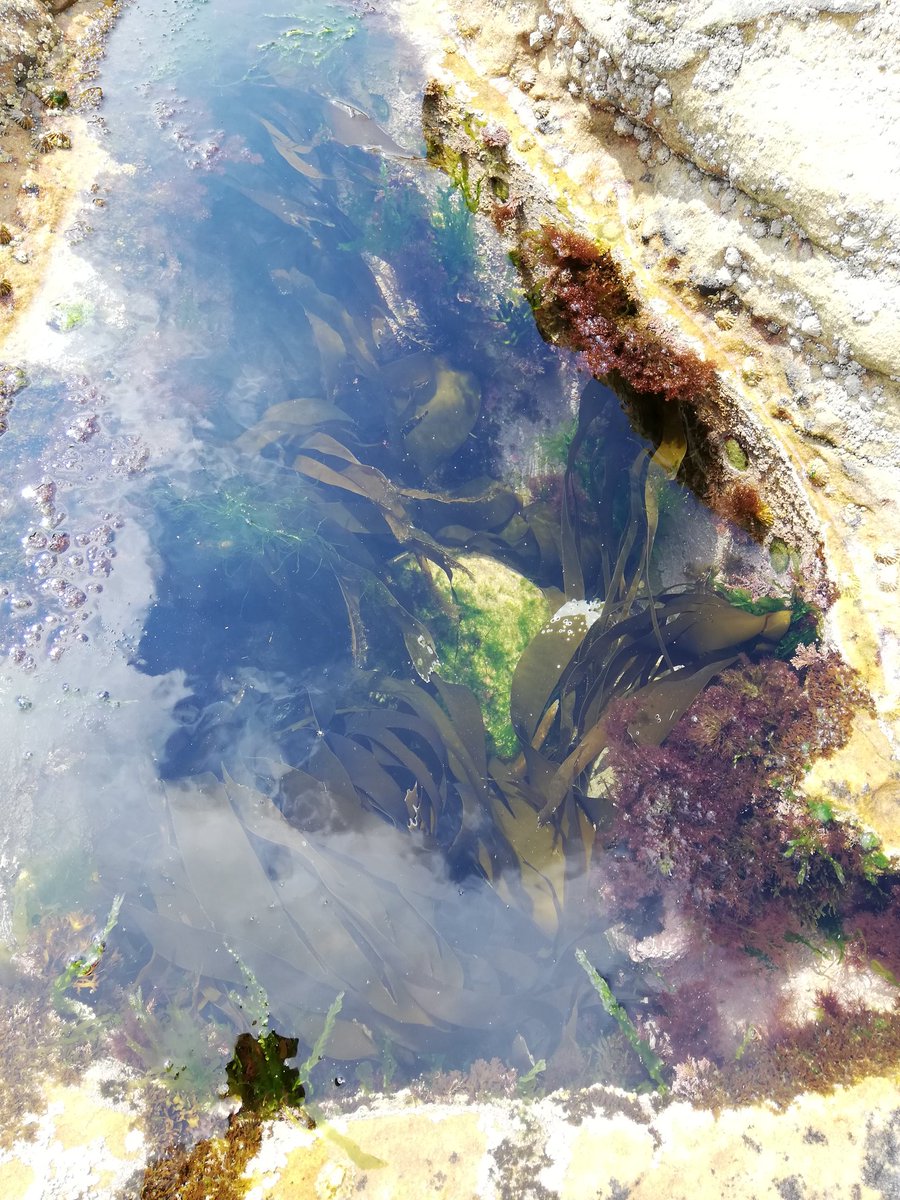 scotlandguide's tweet photo. Doing the childhood summer holiday thing and rockpooling #ycw2020 #eyesonscotland https://t.co/MhBEYDTsjx