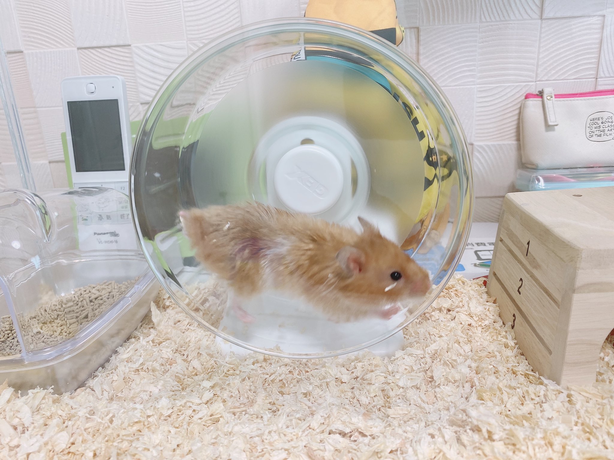りんころもち 爬虫類ショップに餌を買いに行ったら ハムスターが居て餌用かと思って聞いたら普通に飼育用らしくてなんだか可哀想になって引き取ってきた 180円でした 1枚目は爬虫類ショップにいた時 ゴールデンハムスターっていうこと以外は年齢も