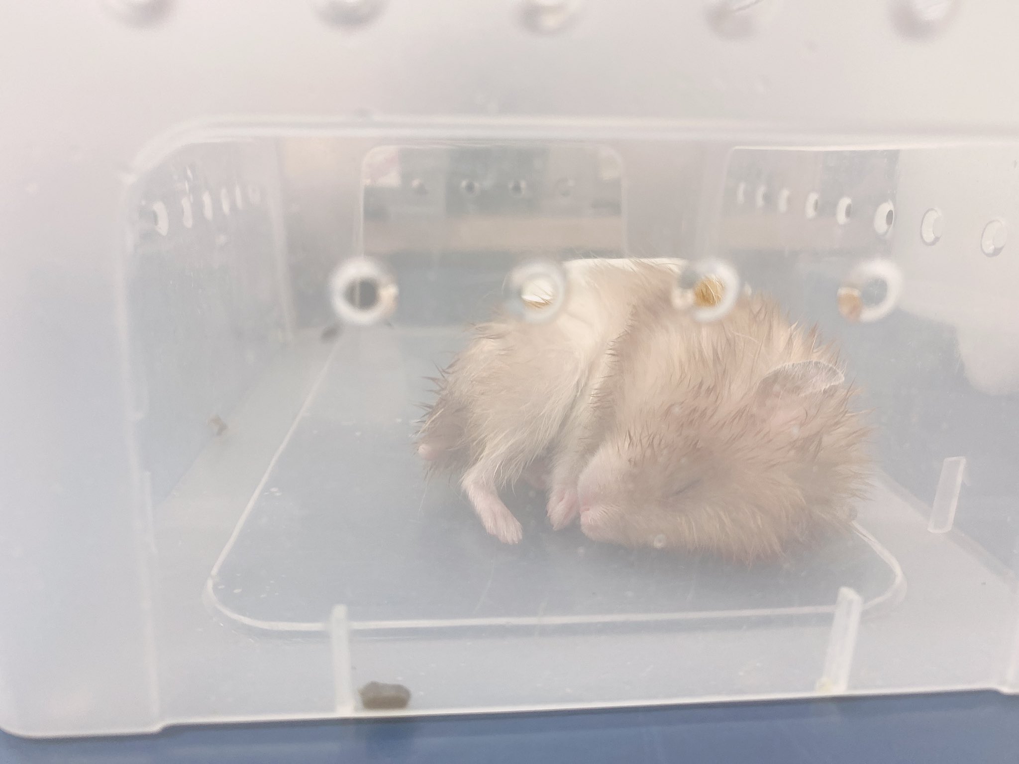 りんころもち 爬虫類ショップに餌を買いに行ったら ハムスターが居て餌用かと思って聞いたら普通に飼育用らしくてなんだか可哀想になって引き取ってきた 180円でした 1枚目は爬虫類ショップにいた時 ゴールデンハムスターっていうこと以外は年齢も