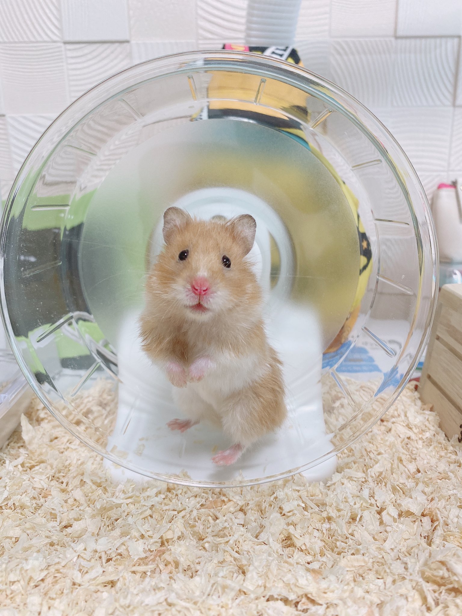 りんころもち 爬虫類ショップに餌を買いに行ったら ハムスターが居て餌用かと思って聞いたら普通に飼育用らしくてなんだか可哀想になって引き取ってきた 180円でした 1枚目は爬虫類ショップにいた時 ゴールデンハムスターっていうこと以外は年齢も