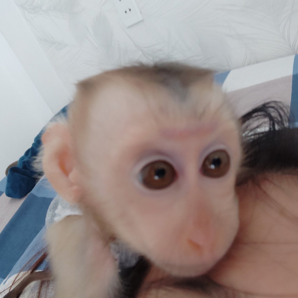 monkeytinki's tweet photo. Monkey Tinki sweet
#monkey #monkeybaby #monkeycute #monkeyboy #monkeytinki https://t.co/UGdEeGhBpo