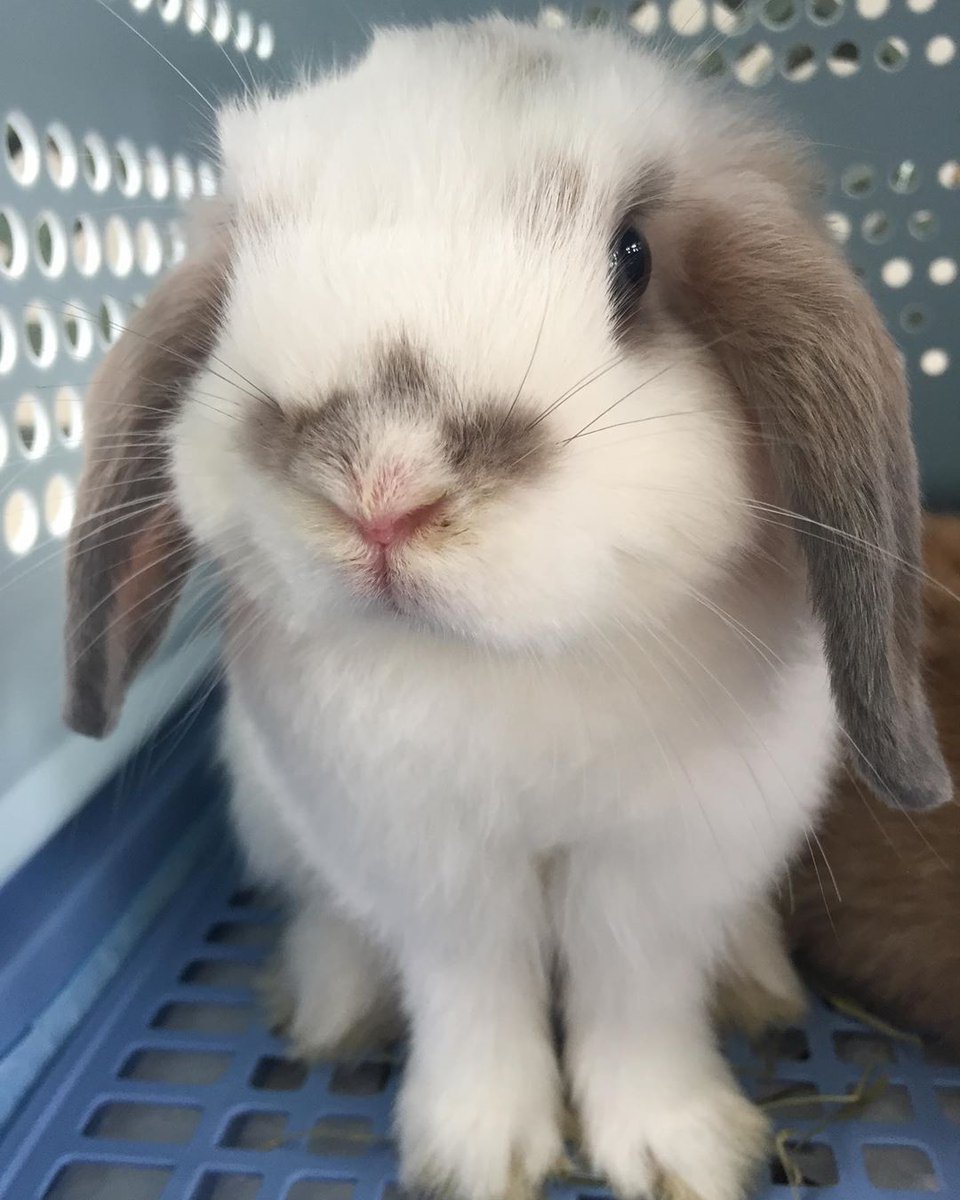 _cherrygukk's tweet photo. Forget humans I just want a bunny 😭😭 https://t.co/uPeR1NWDWq