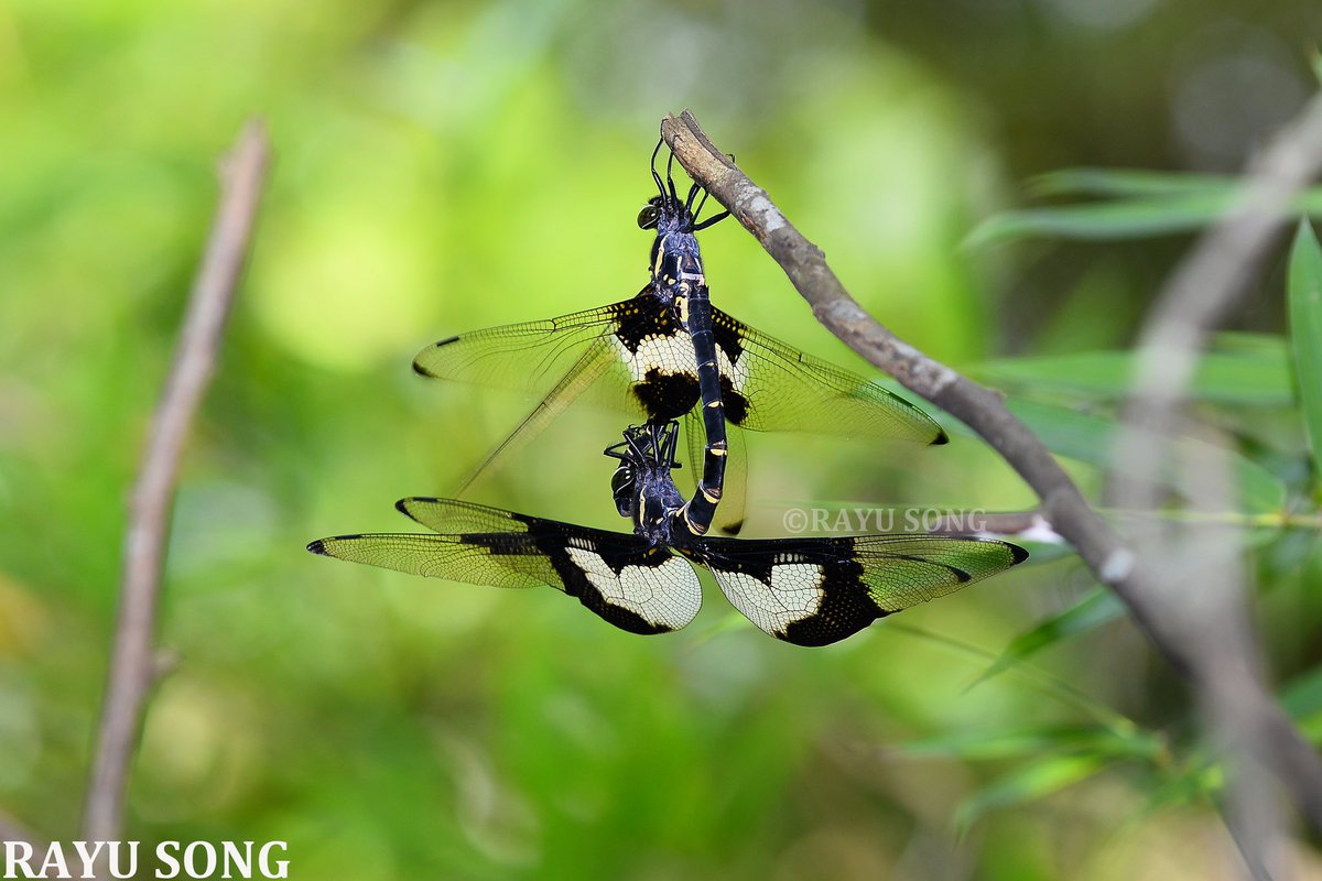 RayuSong's tweet photo. 这么多年来拍过的最难得的一组照片。
蝴蝶裂唇蜓Chlorogomphus papilio交配。
2018年5月。 https://t.co/s87gAIqlIo