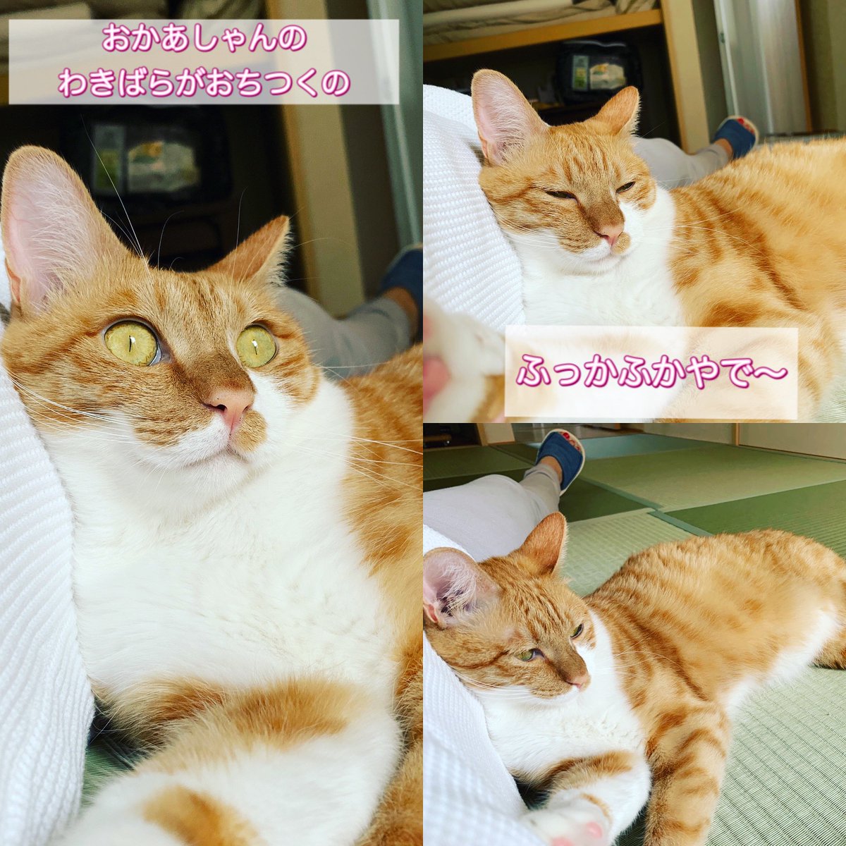 wishamllc's tweet image. わたしの脇腹が枕代わり。
クッション性抜群だもんね😂

My cat is using my rib as pillow.
Cozy,huh?

#cat #catsofinstagram #catpillow #猫 #猫のいる暮らし #猫好きさんと繋がりたい #猫まくら #あなたのためにしあげてきました