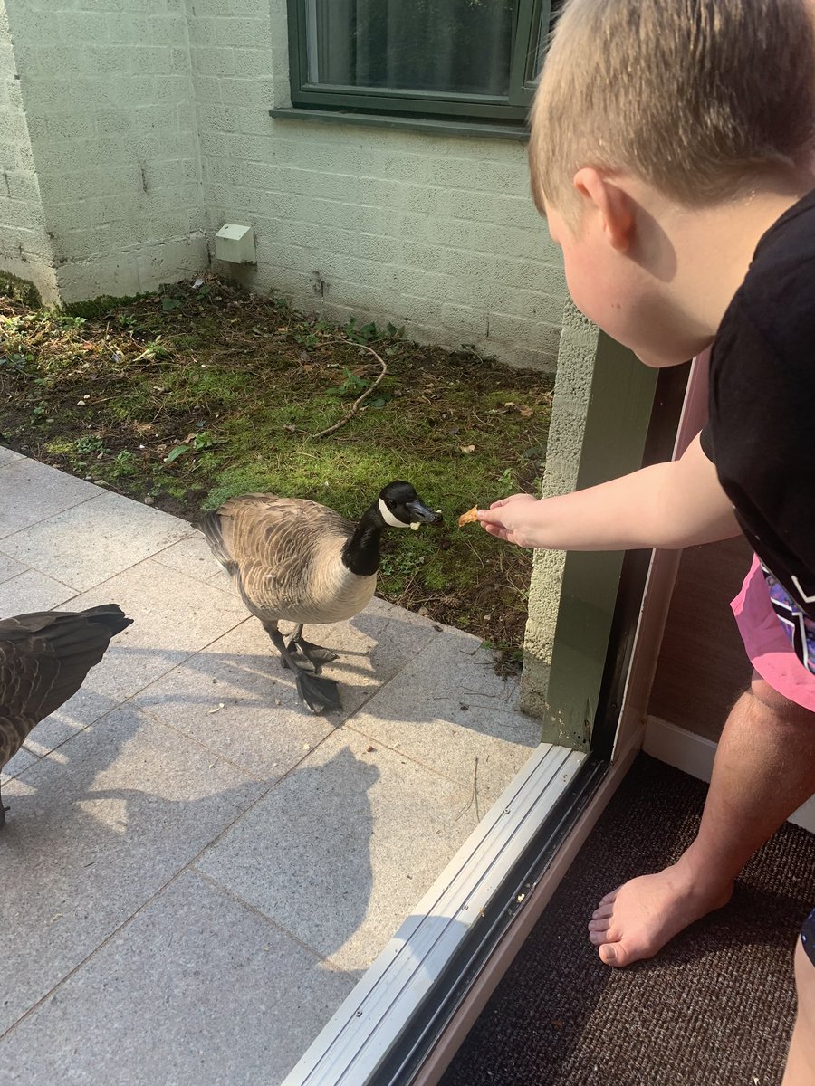 Visitors for breakfast!!! Who said Canada geese don’t like croissants for breakfast? 🥐