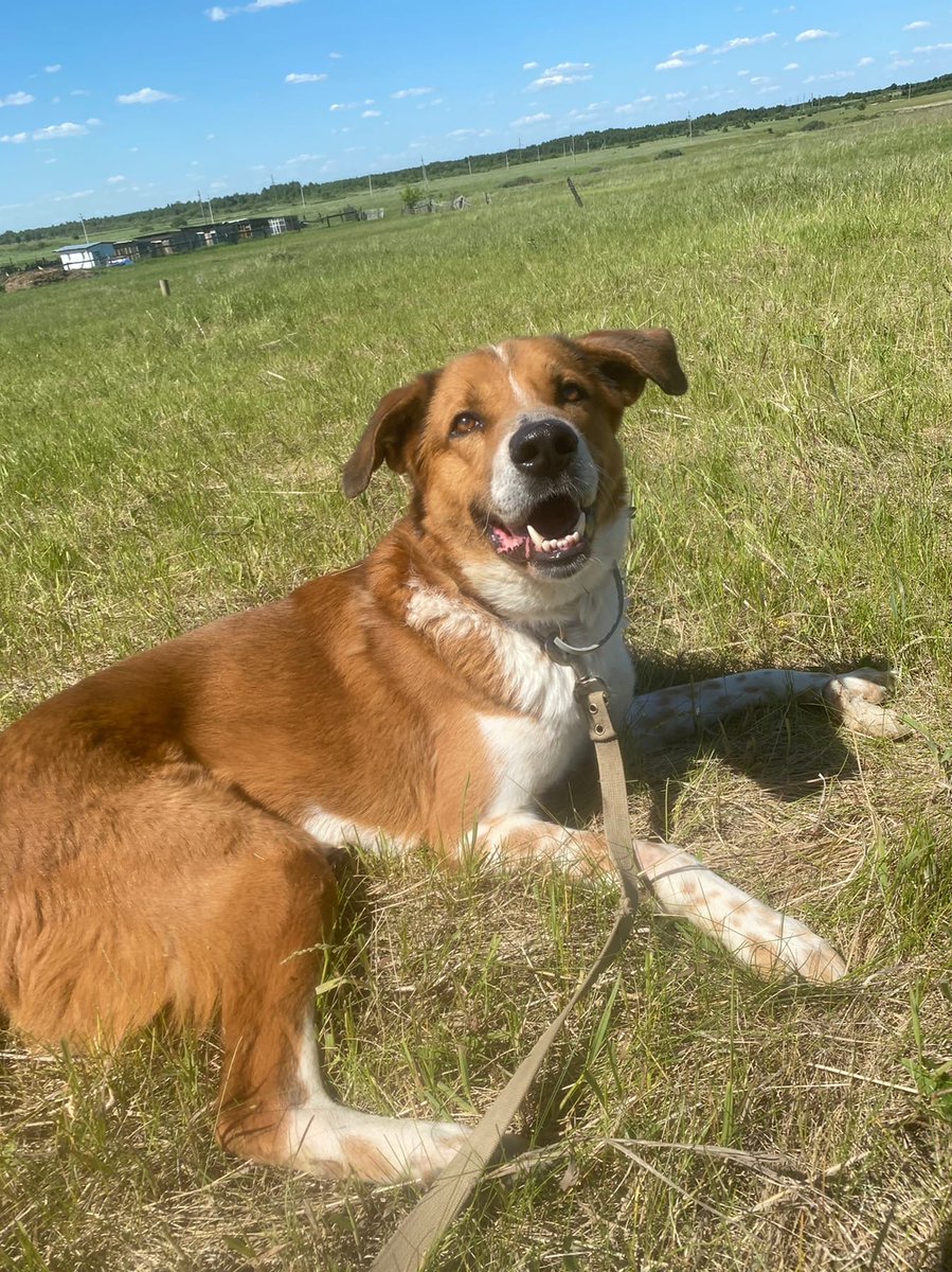 ekbdogs's tweet photo. Ищет дом Гудвин - длинноногий молодой чудо-пёс 💫🐕 https://t.co/bSsK19FJer https://t.co/80STOqNCWA