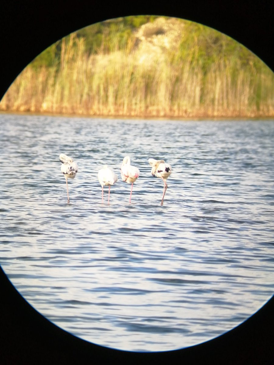 Numenius_tours's tweet photo. #Birdingfamiliar en la #Albufera de #Valencia.
Acercar a las familias a la naturaleza para que se emocionen observando las #aves, es una vía directa para la sensibilización y la concienciación ambiental.
El #Turismoornitológico es una herramienta más para la #EducaciónAmbiental. https://t.co/WqodqQR7ff