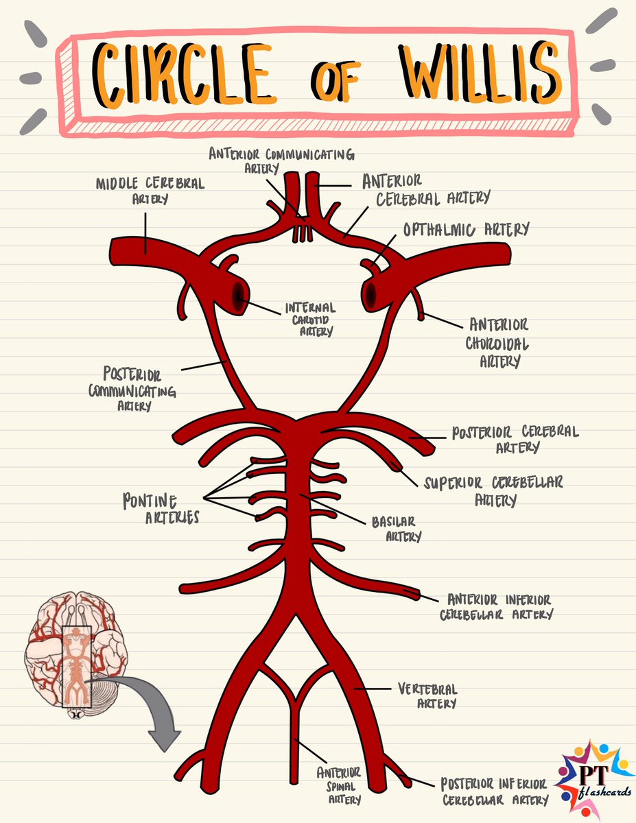 Circle Of Willis Anatomy And Physiology