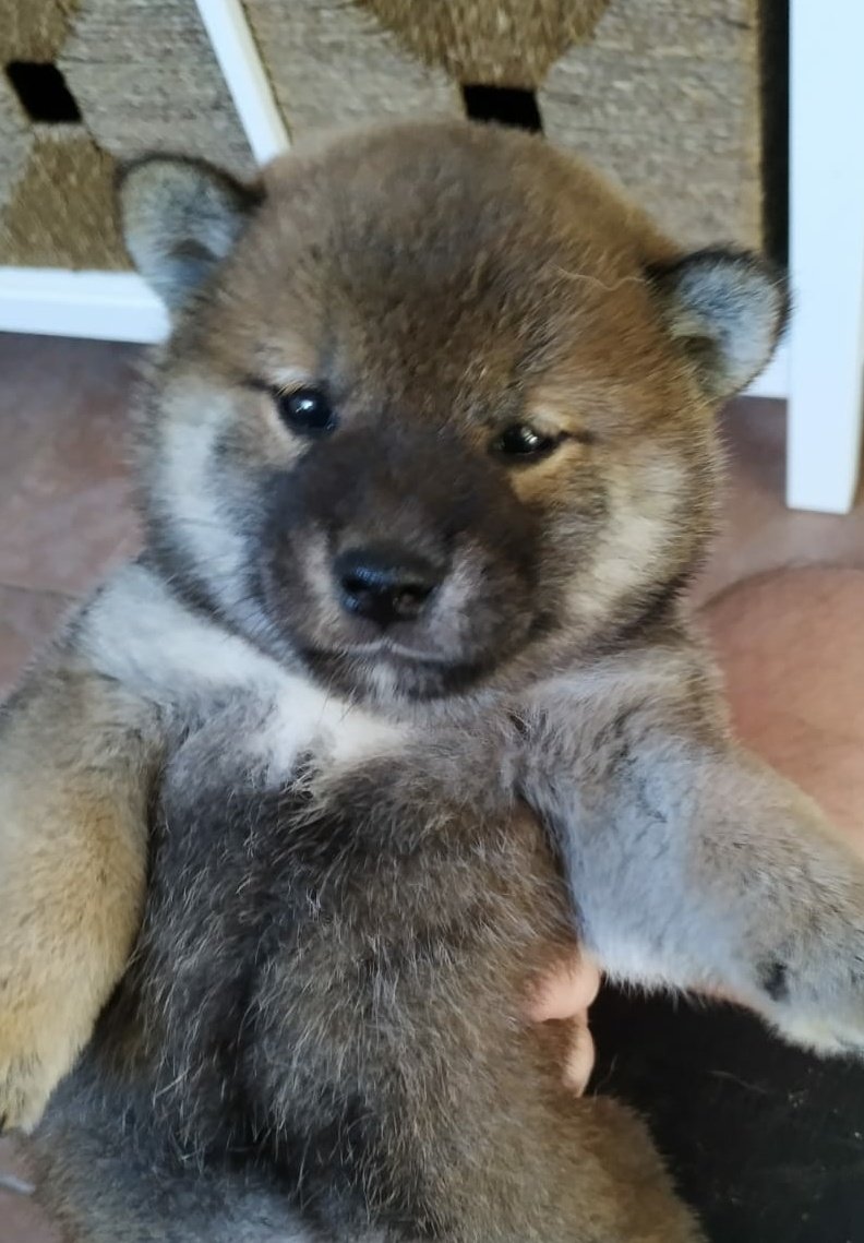 Kitemola's tweet photo. @MokonaCosplay Yo también pienso que es precioso el este Shiba. https://t.co/0yQLgnYDf4