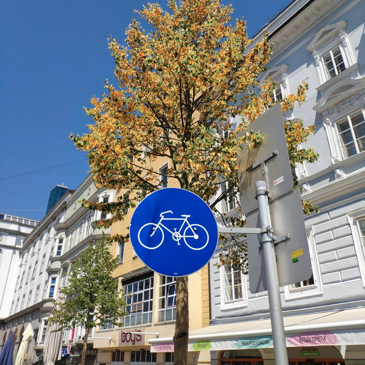 KlimaAktionLinz's tweet photo. Fahrradwege und Bäume - beide sind in Linz dem sicheren Tod geweiht ☠️ #hauptplatz #Linz #Klimakrise #Verkehrswende #bikelanes #trees #cycling https://t.co/onEszOJfzp