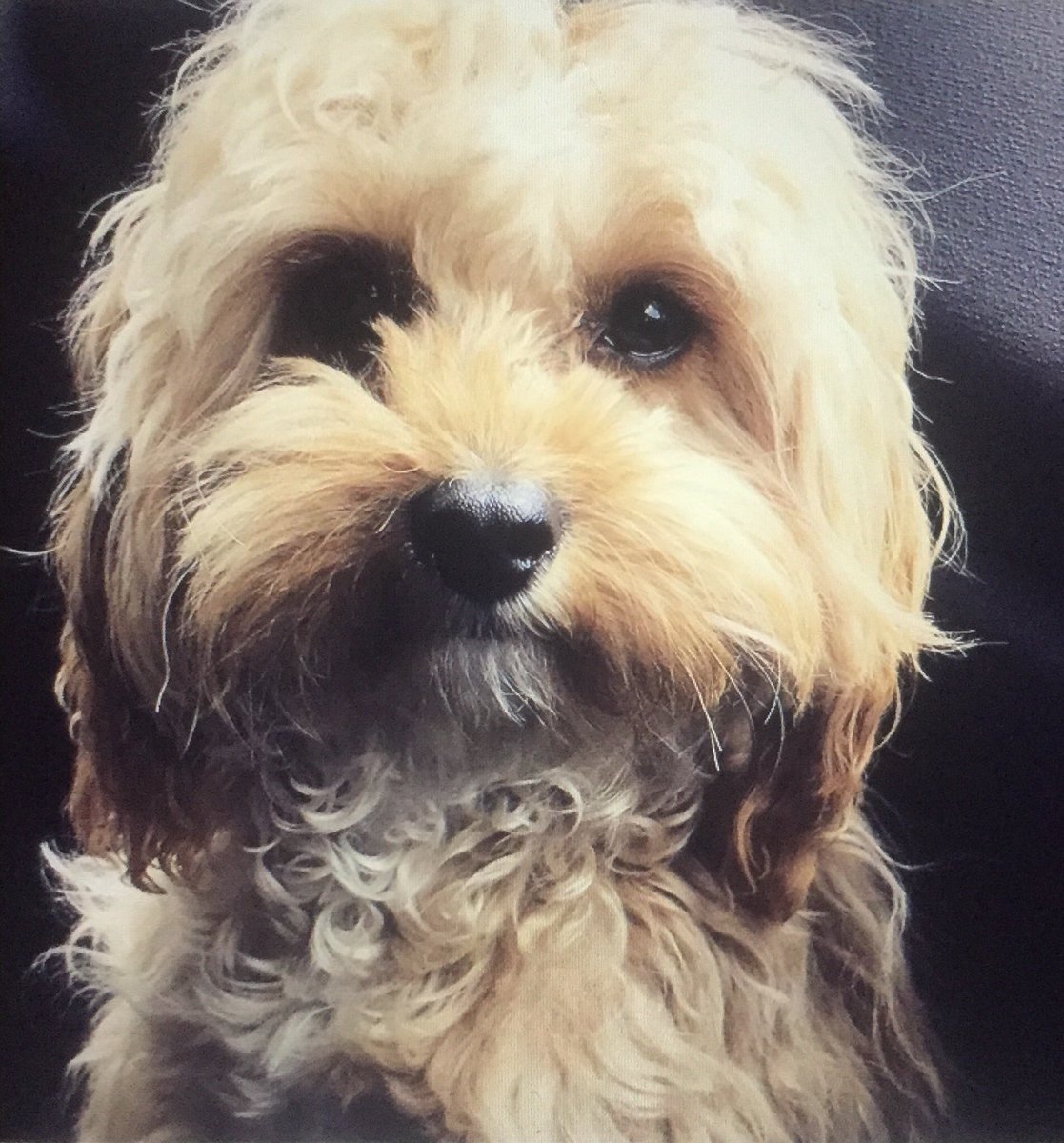 This is Teddy, he’s unsure about the phone  <a href="/dogrates/">i rate dogs online </a> <a href="/dograterates/">we rate dog rates</a> <a href="/dog_rates/">WeRateDogs</a>