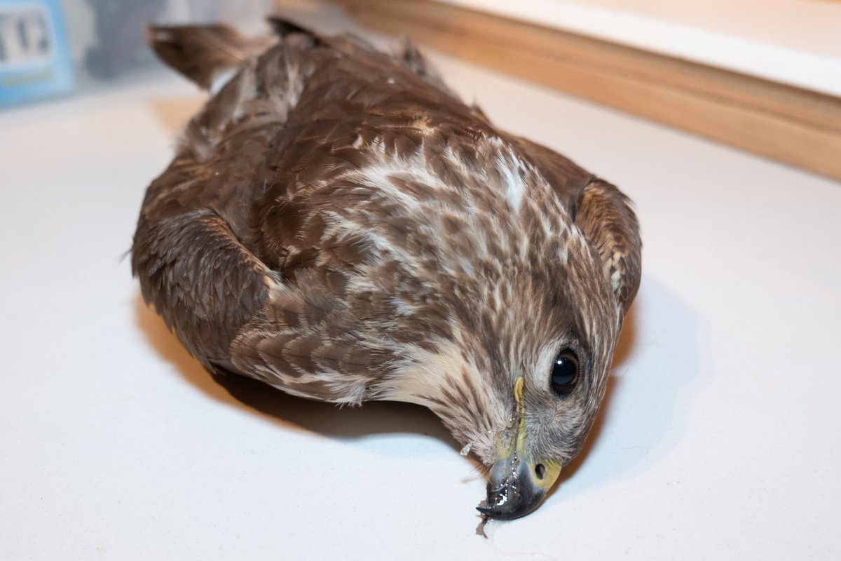 Apparently today is #YorkshireDay spare a thought for all those birds of prey illegally killed in this raptor persecution hotspot
Just one example: …ptorpersecutionscotland.wordpress.com/2020/07/14/yet…
#GodsOwnCountry #opowl