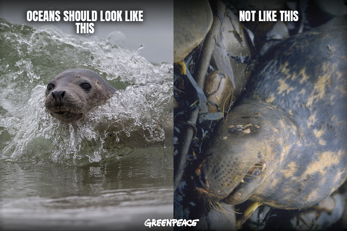 Greenpeace International tweet media