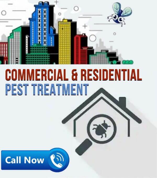Fast Pest Control Brisbane on Twitter "PestcontrolSurfersParadise can