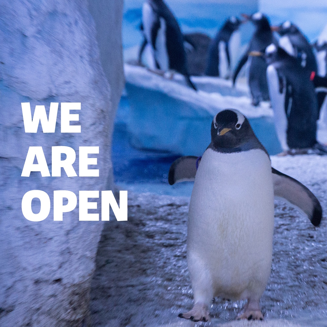 london_aquarium's tweet image. It&apos;s time to dive back in, we&apos;re OPEN! 🎉

Our fin-tastic team look forward to welcoming you back through the doors to discover the wonder under London! 

You&apos;ll find that our website has been updated with more information: orlo.uk/London_Aquariu…