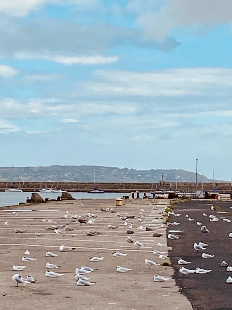 MetEireann's tweet photo. Impressive social distancing by the Seagulls in Dun Laoghaire this morning 🙂 🐥 🐥 🐥 🐥 🐥
You can see Howth Head in the distance. (Temp 14°C, Wind West 8 kts and 5 okta Stratocumulus). https://t.co/J4atCGz04W
