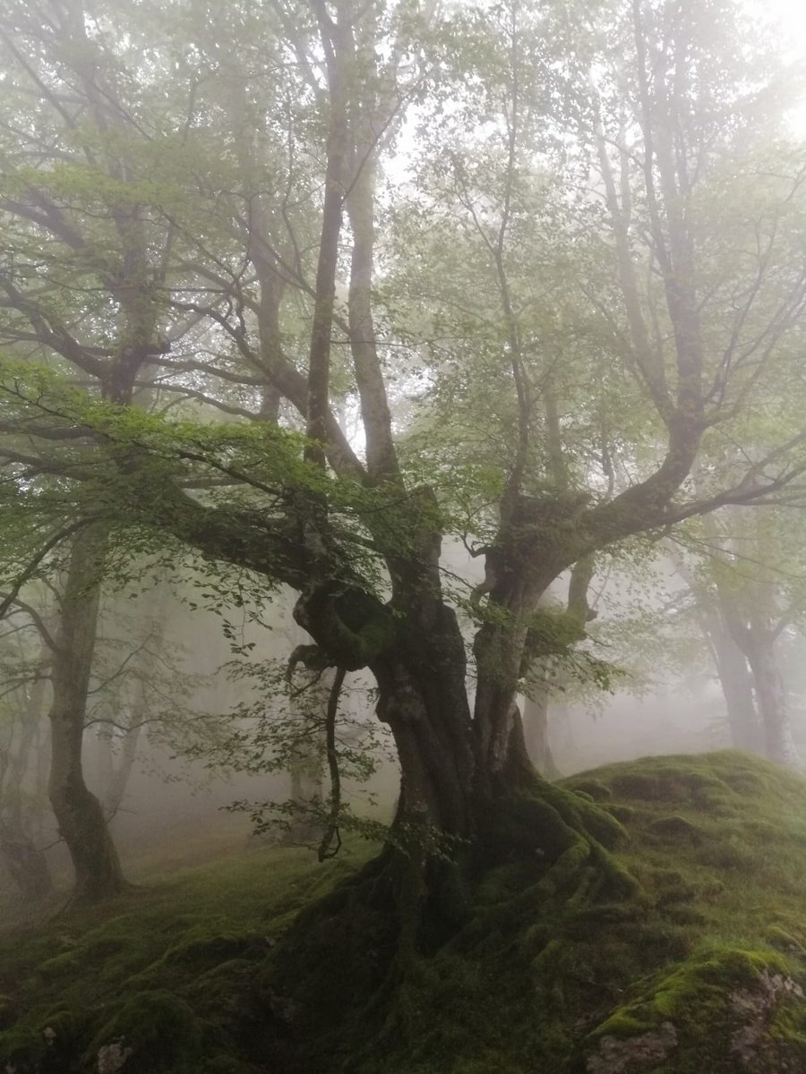 NavarraalNatura's tweet photo. La niebla del bosque te ayuda a ver mejor las cosas importantes. Conviene perderse en los detalles para encontrarse, de pronto, sumergido en las entrañas de lo primordial. No ve el que no mira, y no mira el que no escucha, y el que está seguro de todo nunca escucha nada. https://t.co/vImWC6qwZo