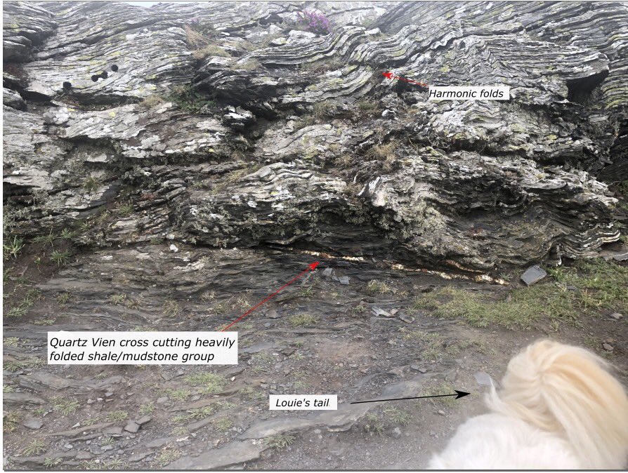 Geochem_Pip's tweet photo. Lilly’s Cornwall Field Diaries-Finally back out in the field! Here is some excellent structural geology exhibited at Boscastle. Mudstone group(slate) with ubiquitous quartz veins. Intense folding lends itself to the Variscan Orogeny. https://t.co/DsEaUZ6XQV