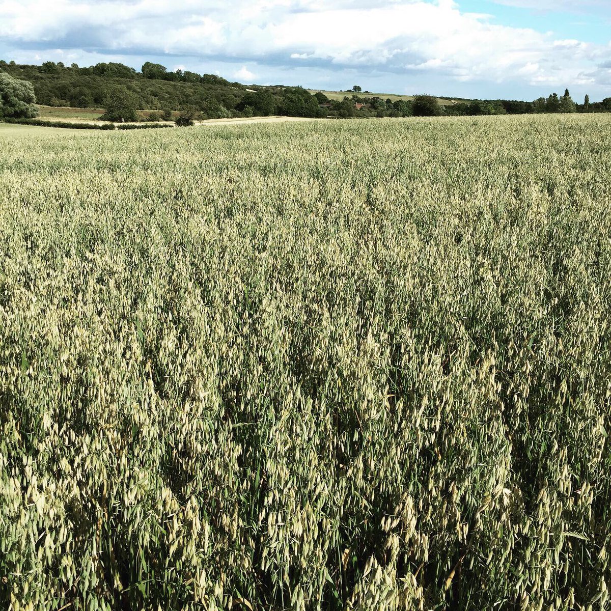 Better known, at the moment , as NAKED OATS. So called because unlike more usual oats the inedible husk that protects the groat falls off at harvest, meaning they require minimal processing and are perfect for small scale grain systems