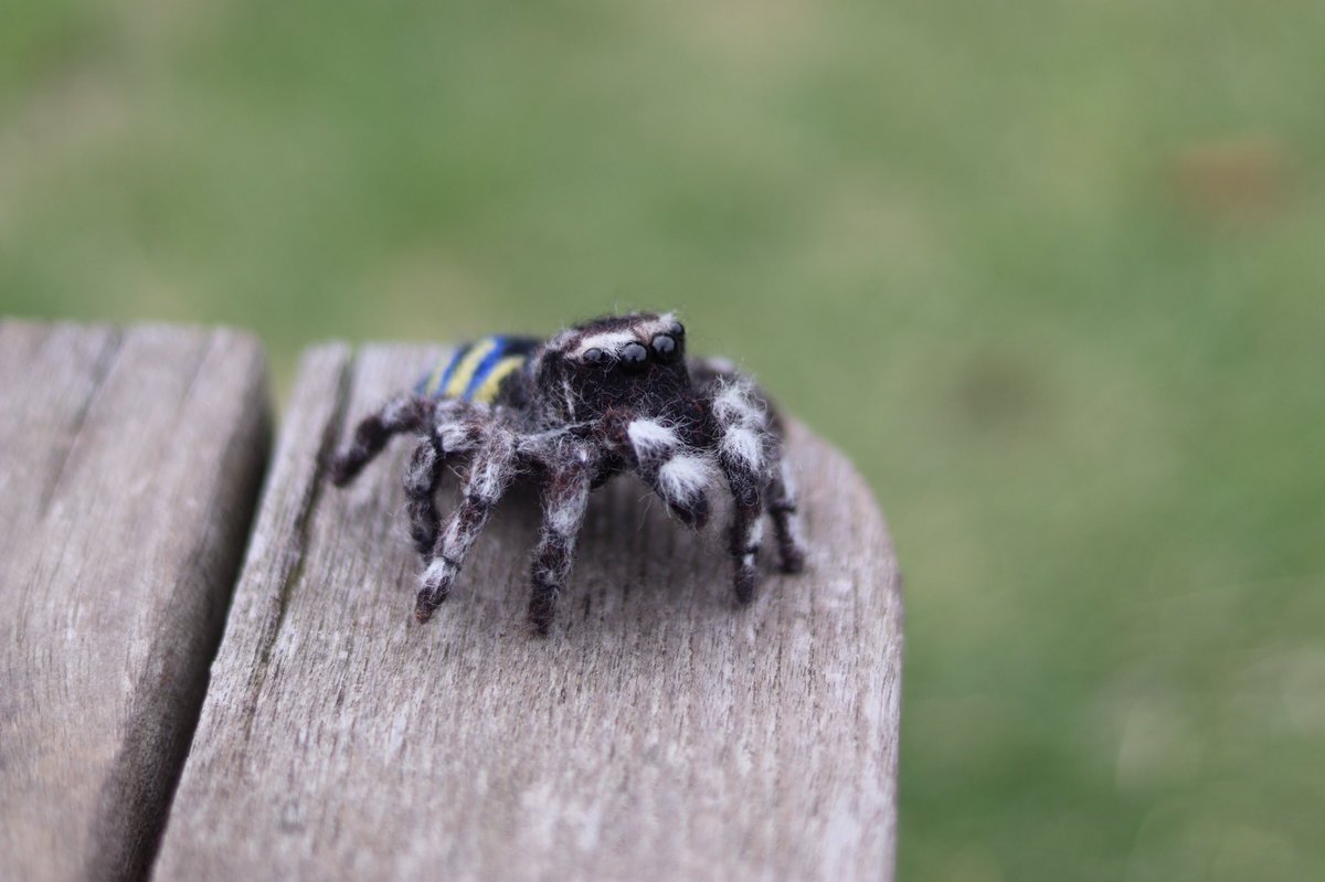 Royal Damper ピーコックスパイダーシリーズ Maratus Spicatusという ハエトリグモ です 孔雀のように羽根を広げる感じで求愛しないタイプだからもしかしたらピーコックスパイダーではないなかなぁ ハエトリグモ 羊毛フェルト