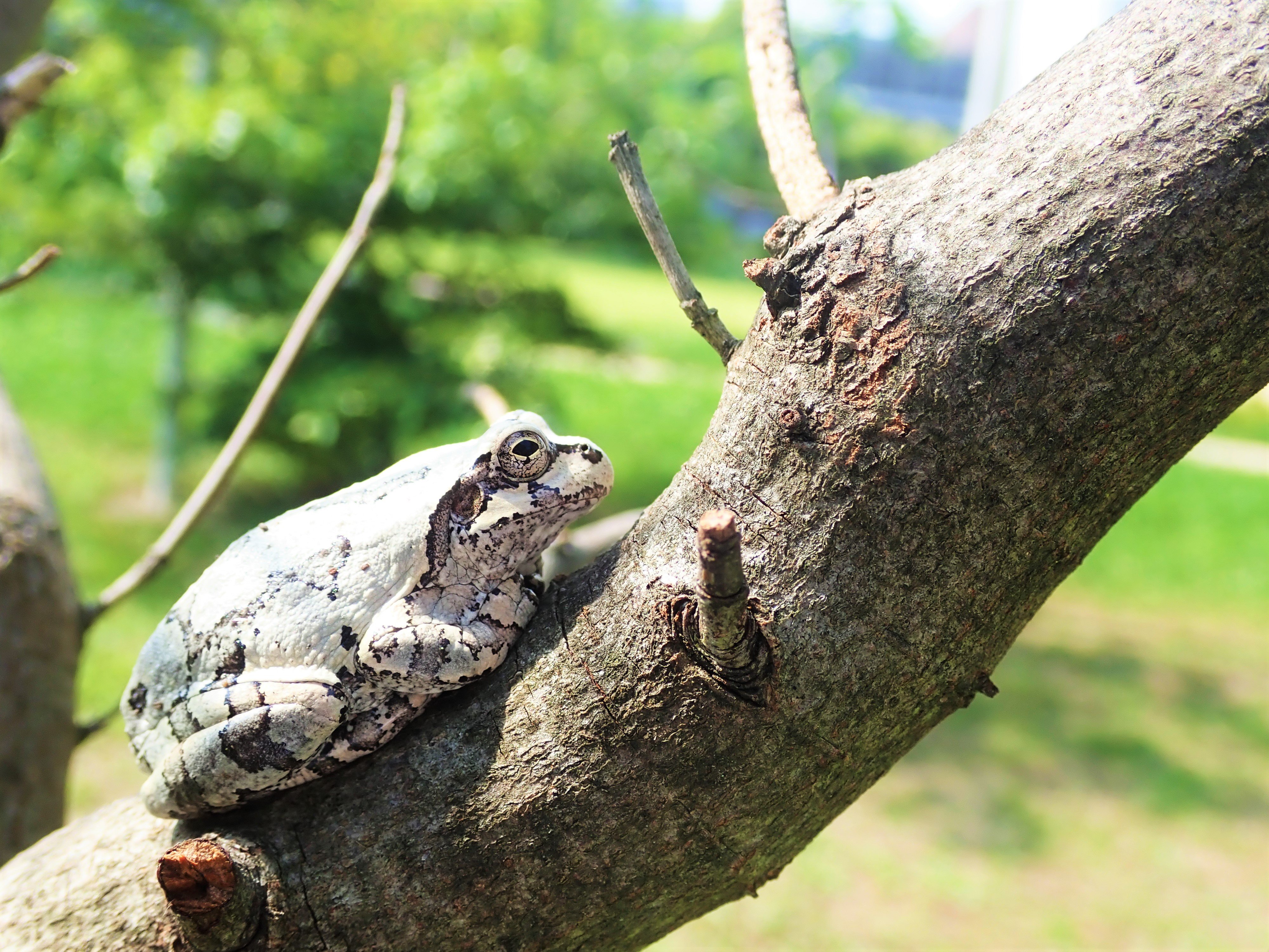Okayu 枝の上で白色のアマガエルを発見 最初はウメノキゴケのような地衣類かと思いました カエルの変色には詳しくありませんが もしもカエルが地衣類を模しているとしたら面白いですね 地衣類go T Co Lqhnuk30o6 Twitter