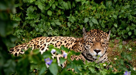 tukwa2's tweet photo. #saveAmazoniarainforest
#savecongorainforest
#climatestrikeonline
Let us work tireless to save all rain forest in our Planet.
It's true that we can't accommodate all those Rainforests creatures.
Destruction will endangered the species
#climatestrikeonline https://t.co/KWNNY3fGjD