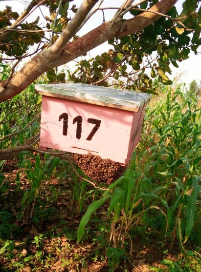 MihakiFarm's tweet image. Strong colonies in the recently installed #langstroth #hives....see activity at #117. @MAAIF_Uganda @MAAIF_NFLC @DAES_MAAIF @FAOUganda @MihakiFoods