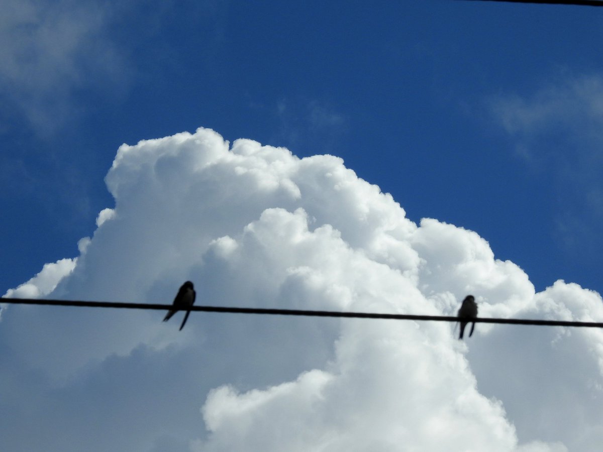 CloudAppSoc's tweet image. RT @mildthing99: Swift moving #CumulusCongestus #YorkshireWolds
@StormHour @metoffice @CloudAppSoc #StormHour #loveukweather #getoutside