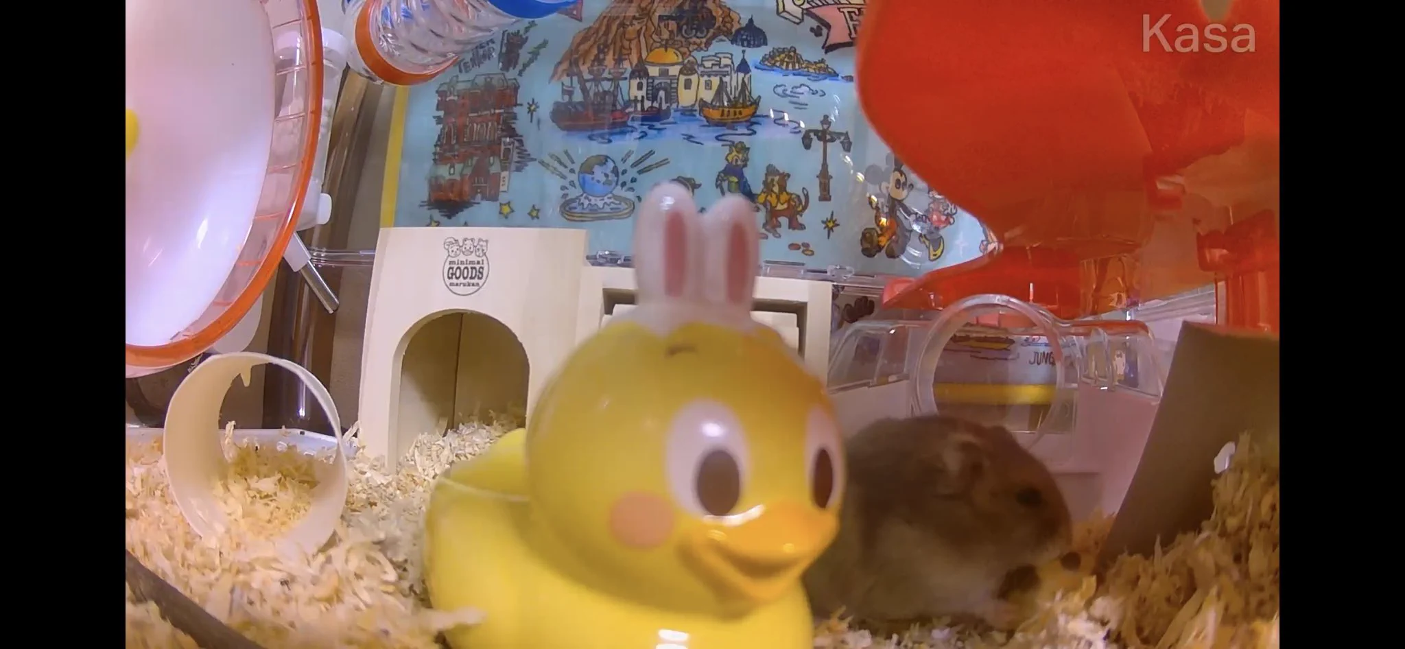 うちのハム小屋にも入れている！同じ方が居た♡  