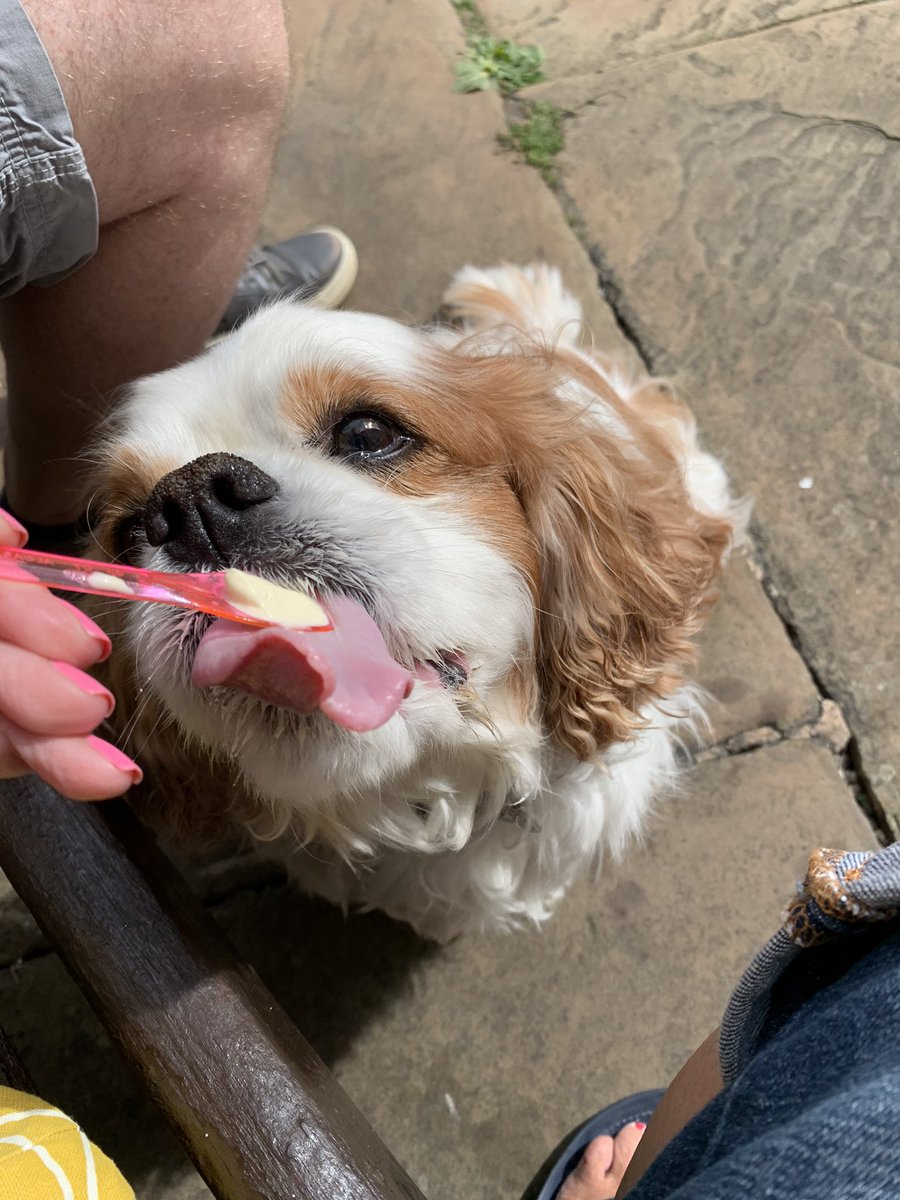 harveybones's tweet photo. #icecreamface ๐ฆ https://t.co/Nkk5jqnQdS