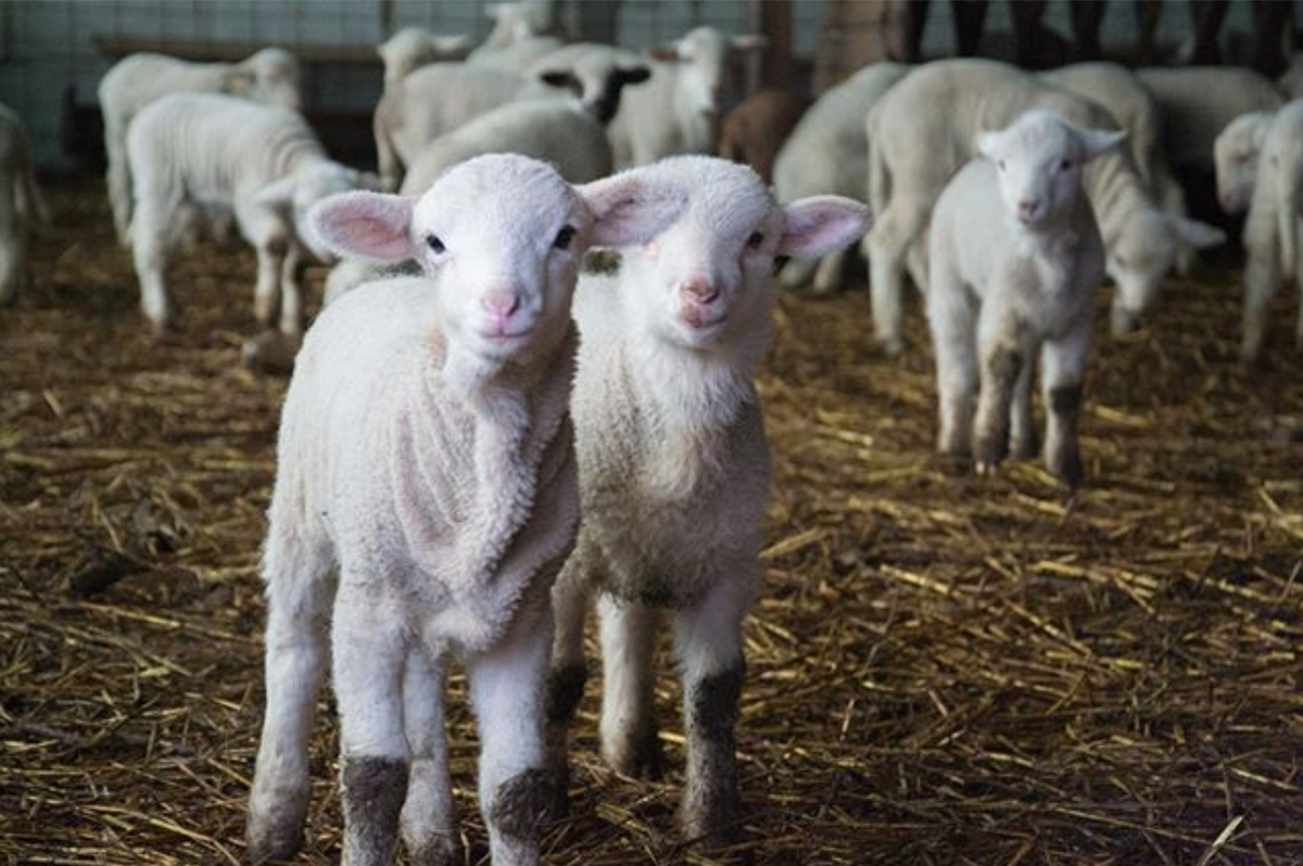 RocherMistral's tweet photo. UNE FAUNE À PROTÉGER
Un des objectifs environnementaux du Rocher Mistral consiste à préserver, entretenir et mettre en valeur les espèces animales. Dans les mois à venir, nous implanterons des mérinos d'Arles ainsi que des chèvres du Rove sur le territoire du parc.
📷@hagiu.farm https://t.co/f5BWVy0nmx