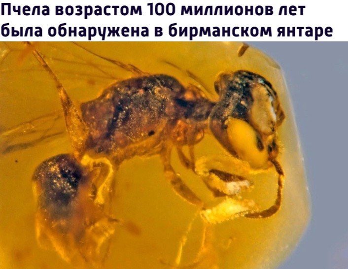 Случайные Факты (@fact_yes) on Twitter photo 