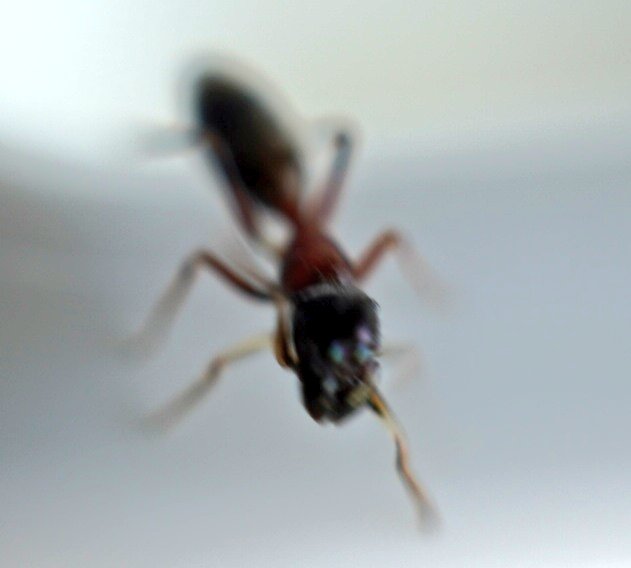 Mami Zu クモには詳しくないので知りませんでしたが あのピョンピョン跳ねてる輩がハエトリグモの 仲間なんですね で 変な巣ばかり張っているのがヒメグモ科のようです たいへん勉強になりました ありがとうございます そちらもいよいよ夏らしくなる