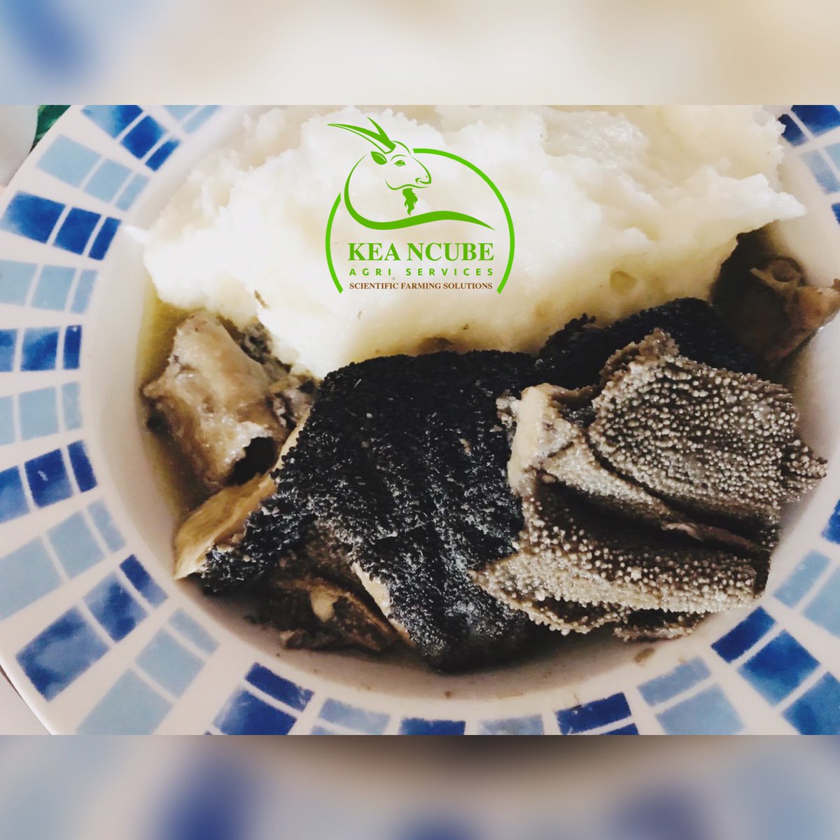 DrKea_Ncube's tweet photo. #KeaNcubeAgriServices supplies fresh and clean mala mogodu for all the yumness on your plate...
Contact 0604104797 for orders.
#Offals
#FarmToFork
#DrK
#TheGoatScientist https://t.co/d65j8mwxYz