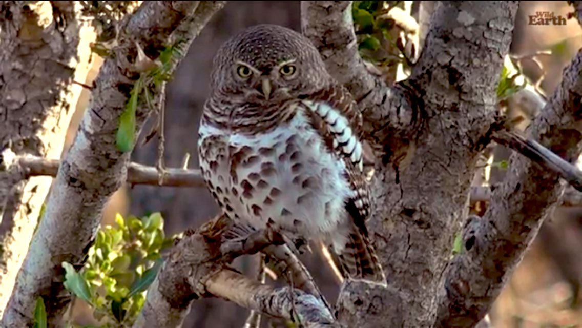 IsaBe11940's tweet image. African Barred Owlette .~ #wildearth