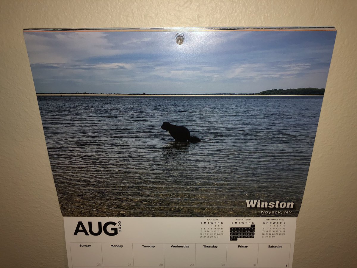 August Pooping Pup. Winston from New York relieves himself in the water #SaturdayMorning #pups