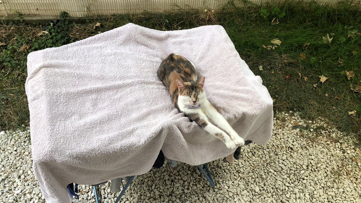 Xiphang's tweet image. Accessoire de procrastination pour le repassage