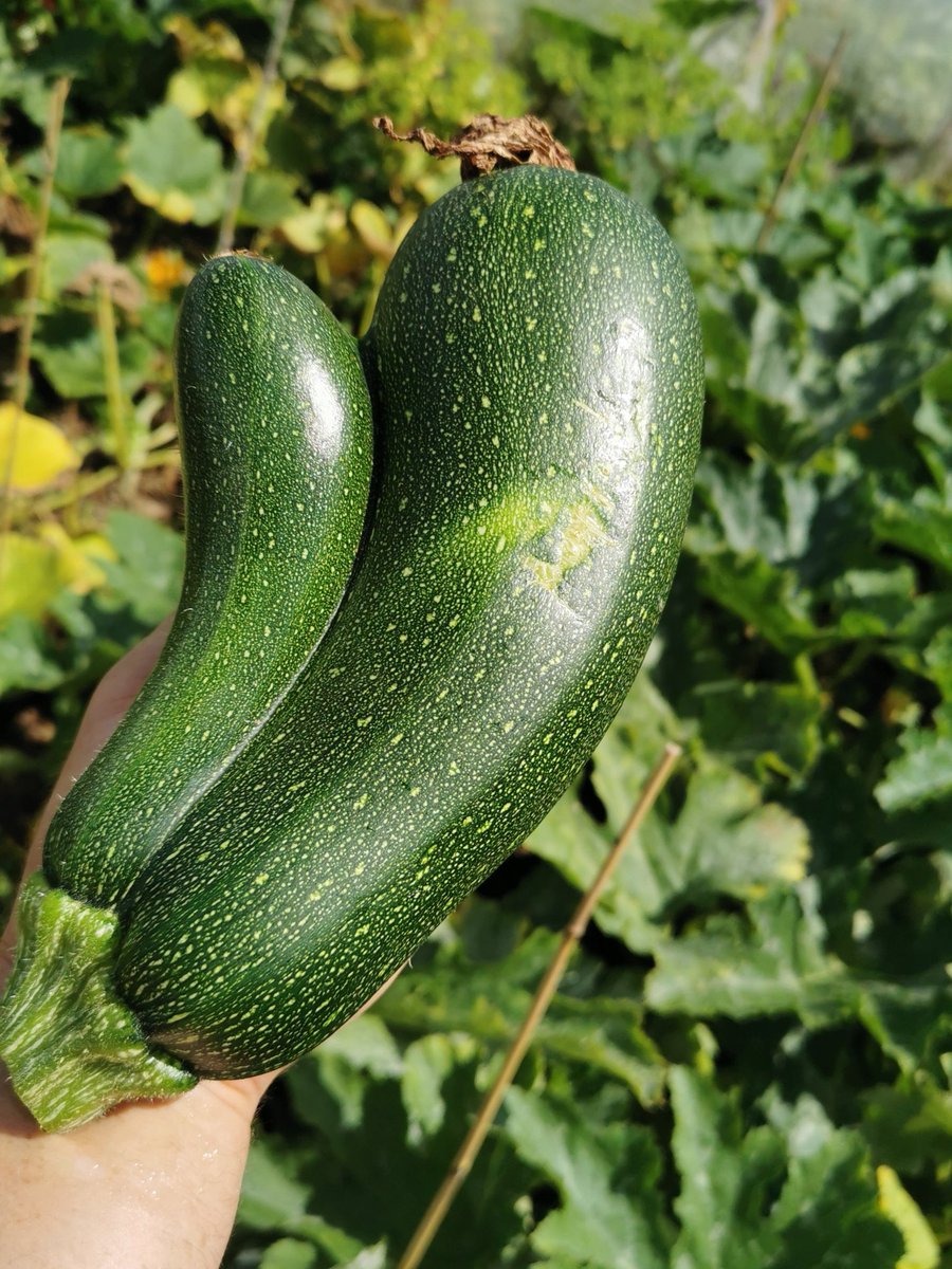 greedy_gardens's tweet photo. The sweetcorn gets a courgette thumbs up!  Lots of goodies harvested today 😁 #growyourown #gyo #gardening https://t.co/d3NI5CI3Qg