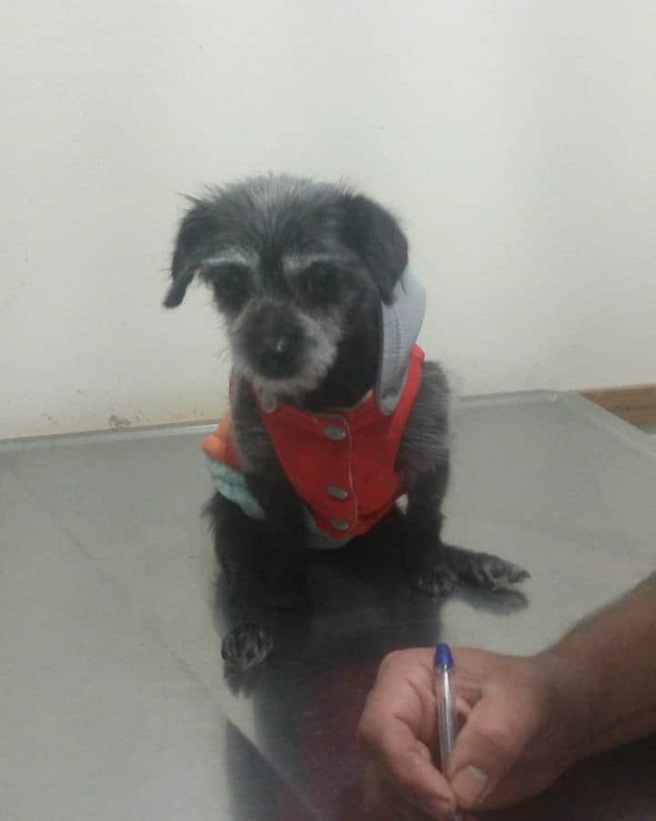 DiscasCba's tweet photo. Miren lo que es este viejito #Titito luciendo un chaleco precioso 😍 paso por la veterinaria y se portó super bien y hasta dio unos besitos.
Las malas lenguas comentaban que había dados unos tarascones furiosos en otras visitas al vete. Aquí se comprueba que todo fueron injurias https://t.co/SVO6w8PuYA