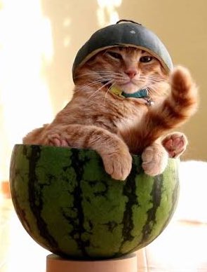helmet + watermelon 