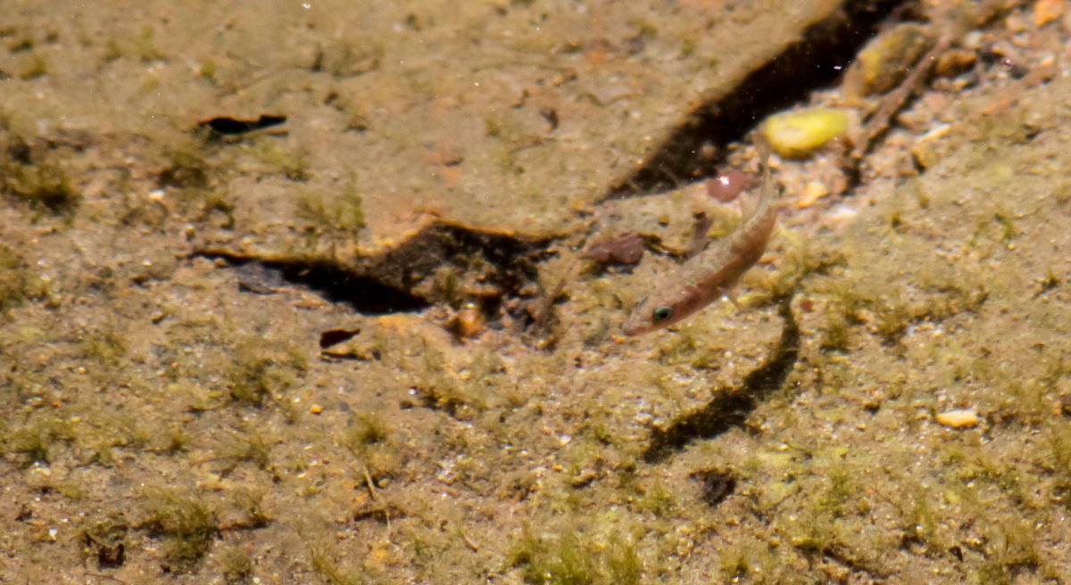 Gartenleo's tweet photo. Als der #Liederbach noch ganzjährig Wasser führte, gab viele #Bachschmerlen & #Stichlinge. Diese konnte man sogar beim Brutgeschäft beobachten. 2009 trocknete der Bach völlig aus, alle Fische starben. Davon hat sich die Population nicht mehr erholt. https://t.co/uIyGdhbTCF
