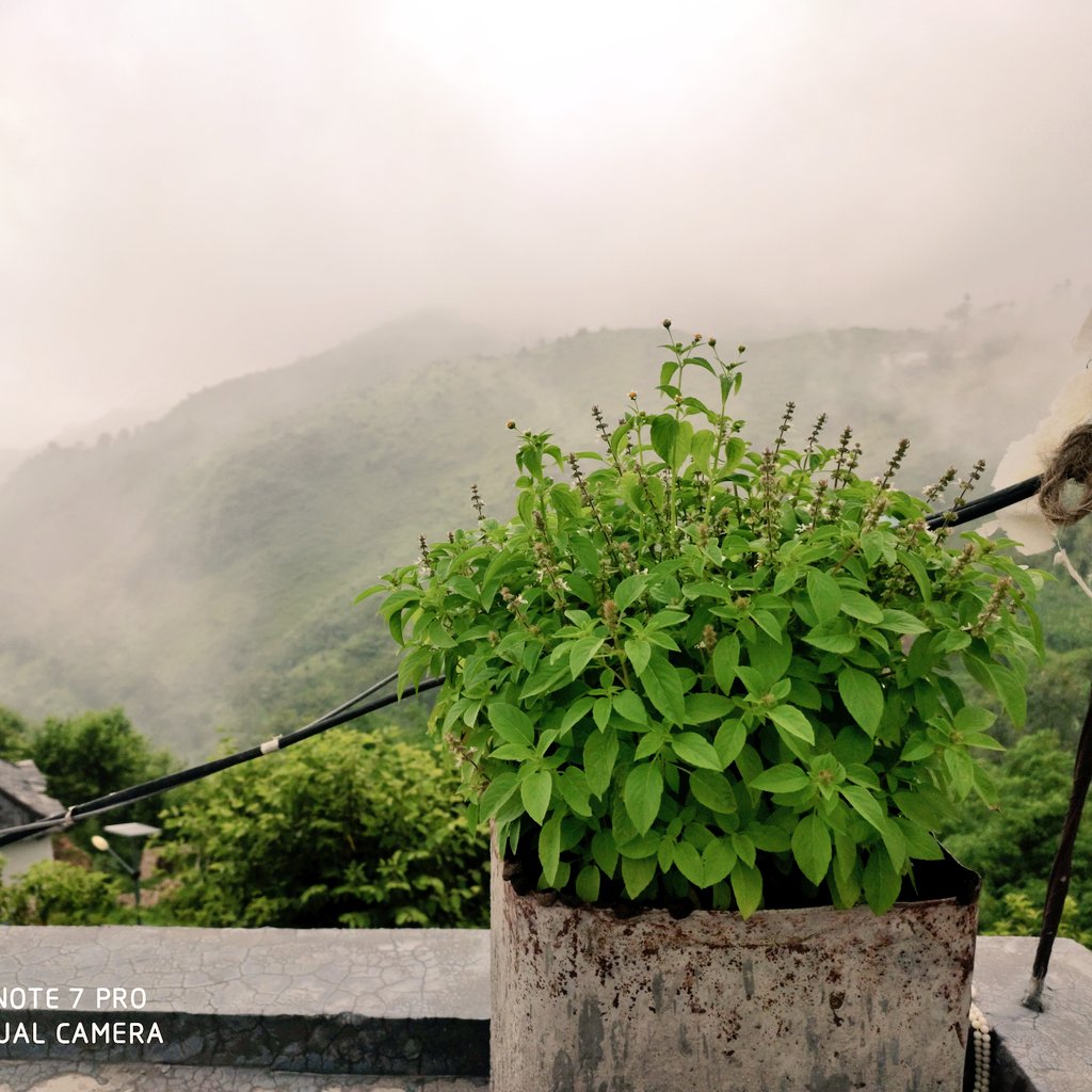 The Tulsi is the most sacred plant that we worshipbecause of its connection to Lord Vishnu. Also knoWn as the Tulasi, the plant is believed to be the earthly form of the goddess Tulsi who was a devoted worshipper of Lord Krishna. @Itishree001