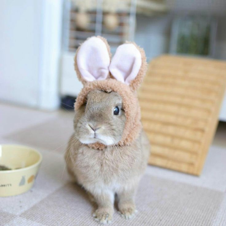 Rylee rabbit instagram