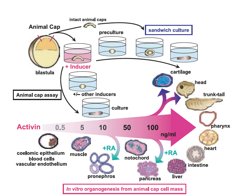 AMartinezArias's tweet photo. In the dusty fog of ESC literature, it's easy to overlook that pluripotency is a widespread feature of early embryos. Here https://t.co/TobATBYLix a summary of great (perhaps unappreciated) work by M. Asashima on the pluripotency of animal caps and how to steer its competence https://t.co/PACU83zVmC